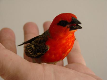 Oiseau cardinal île Réunion Oiseau cardinal île Réunion