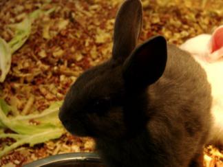 Lapin noir Lapin noir