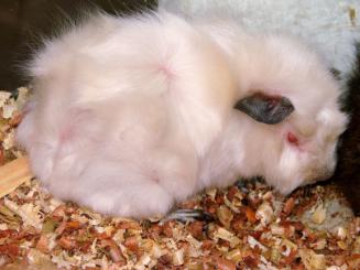 Lapin mutant Lapin mutant
