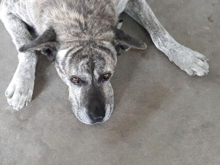 Chien Talco Chien Talco